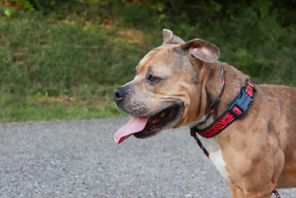 Featured image for: collars